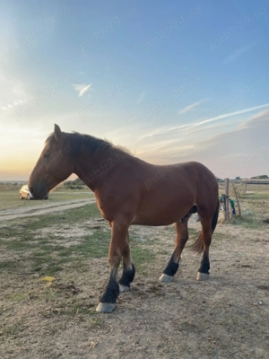 Vând caii  - imagine 5