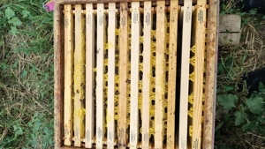 Rame stupi albine 1 2