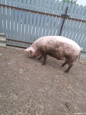 porc de vanzare