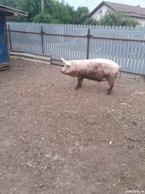 porc de vanzare - imagine 2
