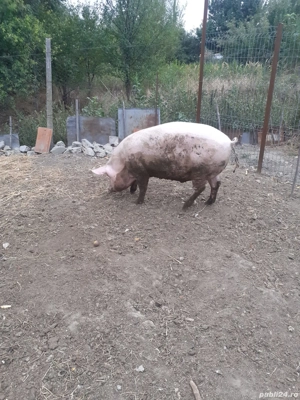 porc de vanzare - imagine 3