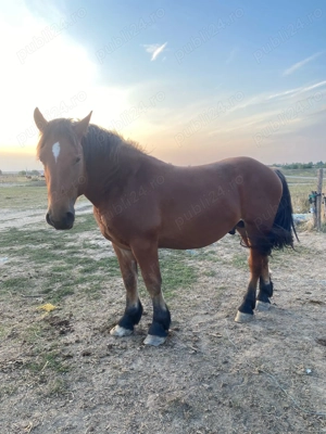 Vând caii  - imagine 4