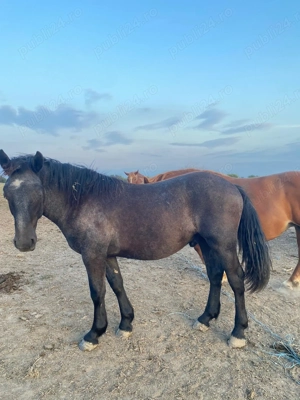 Vând caii  - imagine 5