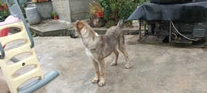 Femelă de Asia Centrală  - imagine 2