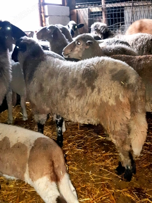 Miei 100% BiO ptr pastramă, proțap, sau reproducție - imagine 2