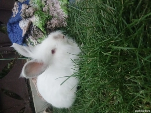 vand iepuri cap de leu la alegere .Au 6 luni cei mici si 1 an parintii