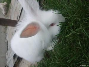 vand iepuri cap de leu la alegere .Au 6 luni cei mici si 1 an parintii - imagine 2 vand iepuri cap de leu la alegere .Au 6 luni cei mici si 1 an parintii - imagine 2