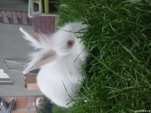 vand iepuri cap de leu la alegere .Au 6 luni cei mici si 1 an parintii - imagine 3 vand iepuri cap de leu la alegere .Au 6 luni cei mici si 1 an parintii - imagine 3