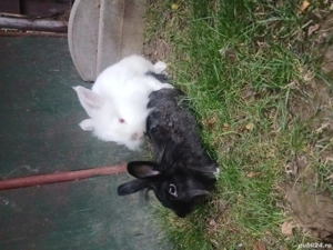 vand iepuri cap de leu la alegere .Au 6 luni cei mici si 1 an parintii - imagine 5 vand iepuri cap de leu la alegere .Au 6 luni cei mici si 1 an parintii - imagine 5