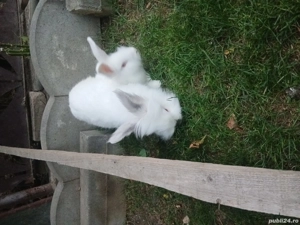 vand iepuri cap de leu la alegere .Au 6 luni cei mici si 1 an parintii - imagine 4 vand iepuri cap de leu la alegere .Au 6 luni cei mici si 1 an parintii - imagine 4