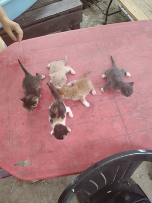 Adoptie pui de pisici - imagine 3 Adoptie pui de pisici - imagine 3