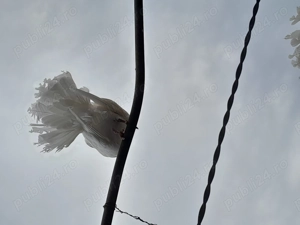 Vând porumbei albi voltati  - imagine 4