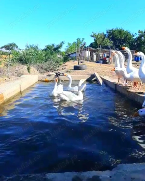 Gâște tinere ptr cuptor pe varza - imagine 2