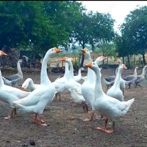 Gâște tinere ptr cuptor pe varza