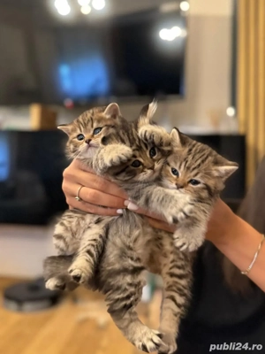 vând pisoi british chinchilla gold tabby 