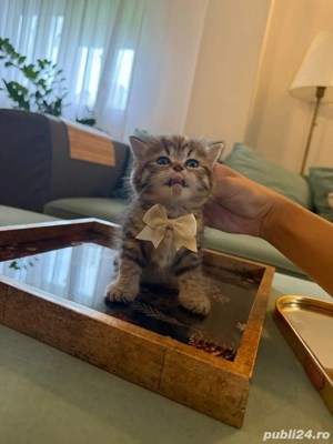 vând pisoi british chinchilla gold tabby  - imagine 4