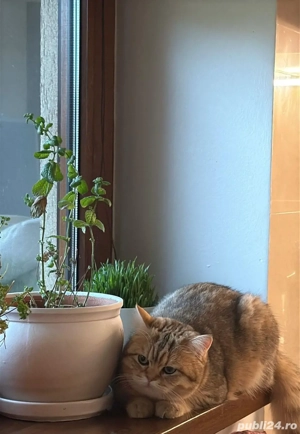 vând pisoi british chinchilla gold tabby  - imagine 5
