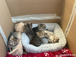 vând pisoi british chinchilla gold tabby  - imagine 2