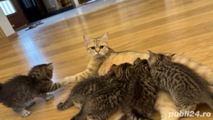 vând pisoi british chinchilla gold tabby  - imagine 3