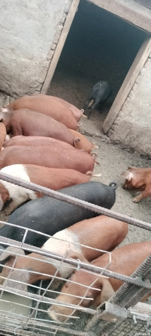 Purcei între 6-14 saptamani  - imagine 2