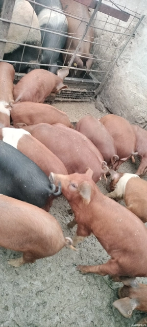 Purcei între 6-14 saptamani 