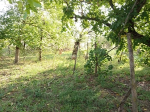 Ciuchici, Casa 7 Incaperi, 1151mp Teren, Pret Negociabil, ZERO COMISION - imagine 13