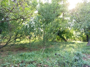 Ciuchici, Casa 7 Incaperi, 1151mp Teren, Pret Negociabil, ZERO COMISION - imagine 15