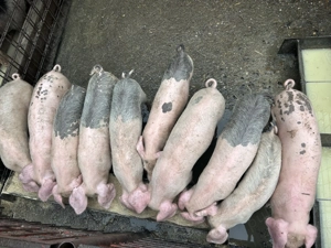 Vând porci.        .