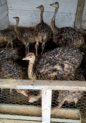 Pui de struti sănătoși 