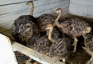 Pui de struti sănătoși  - imagine 2