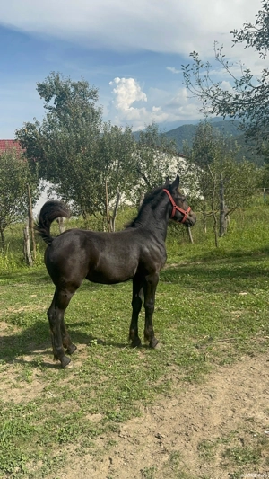 mânză de 4 luni - imagine 2 mânză de 4 luni - imagine 2