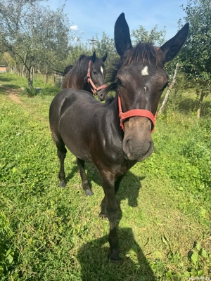 mânză de 4 luni - imagine 3 mânză de 4 luni - imagine 3