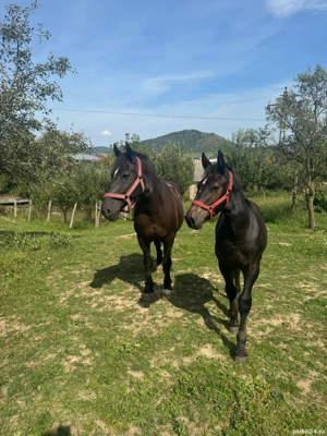 mânză de 4 luni - imagine 4 mânză de 4 luni - imagine 4