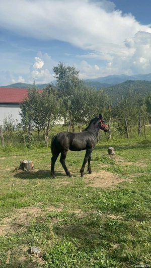 mânză de 4 luni - imagine 5 mânză de 4 luni - imagine 5