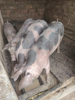 Grasuni de vânzare  - imagine 2 Grasuni de vânzare  - imagine 2