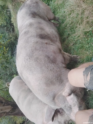 Vînd porci  - imagine 2