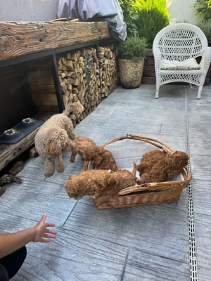 Vând căței pudeli caramel - imagine 4