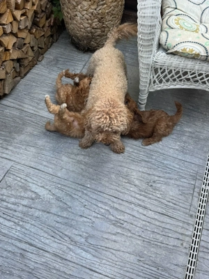 Vând căței pudeli caramel - imagine 2