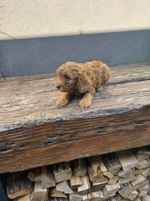 Vând căței pudeli caramel - imagine 3