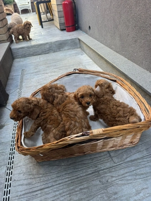 Vând căței pudeli caramel - imagine 5