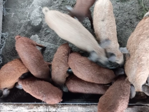 mangalita rasa pura de 2, 3 si 4luni - imagine 2