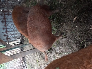 mangalita rasa pura de 2, 3 si 4luni - imagine 5