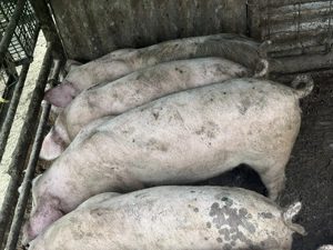 Vând soldani 4 luni și purcei 8 săptămâni  - imagine 2