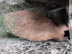 mangalita rasa pura de 2, 3 si 4luni - imagine 4