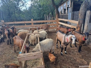 vând capre - imagine 2