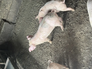 Vând soldani 4 luni și purcei 8 săptămâni  - imagine 3