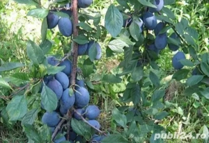 Pălinca Țuica buna de Prune din livada - imagine 3