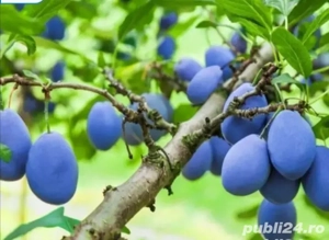 Pălinca Țuica buna de Prune din livada - imagine 2