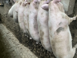 Vand porci de carne 80-300kg