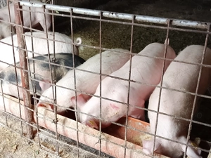 Disponibil 12 săptămâni  - imagine 2